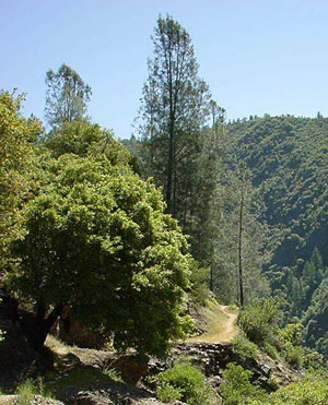 Stevens Trail View