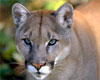 Mountain Lion