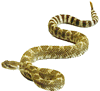 Rattlesnake